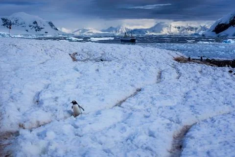 Scenes from a trip to Antarctica Stock Photos
