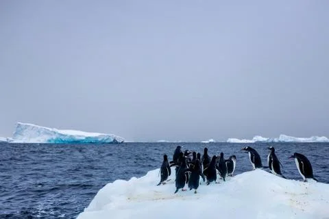 Scenes from a trip to Antarctica Stock Photos