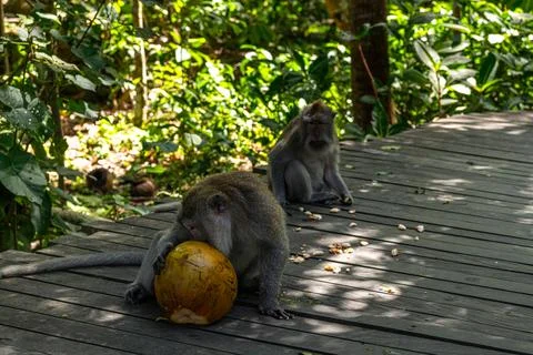 Scenes from Ubud's Sacred Monkey Forest Sanctuary Stock Photos