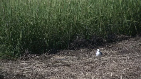 Scenes from the Wetlands (1 of 7) Video stock 45179589