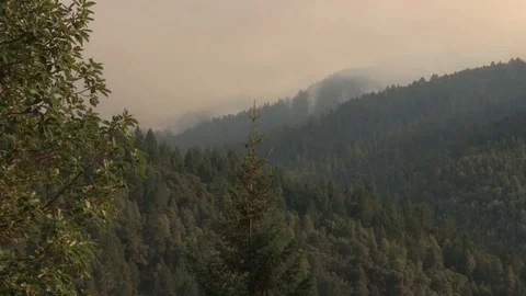 Scenes of wildfire in dense forest near Mendocino County - 2014 Stock Footage 100751405