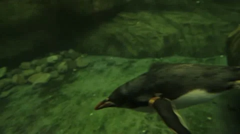 Scenes from a zoo - penguins MS Stock Footage 21939859