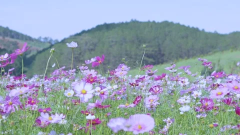Scenic 4K Landscape: Multi-colored Cosmos Flower Field with Mountains Stock Footage 342524594