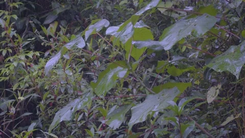 Scenic 4K Outdoors View: Close-up of Wet Large Green Leaves in Rainy Forest Stock Footage 342744656