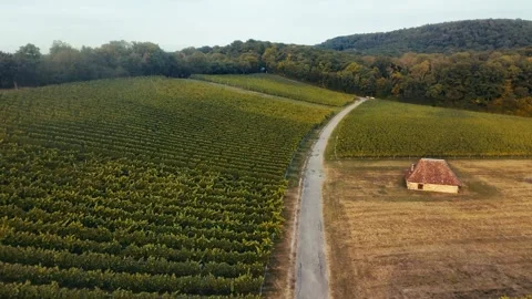 Scenic aerial drone flight over rolling vineyard hills and country road Stock Footage 345144017