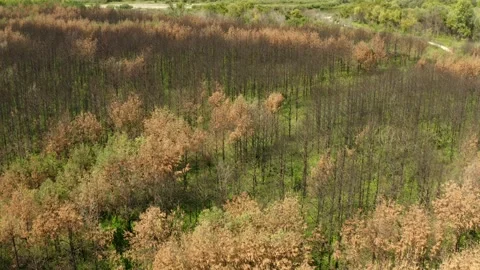 Scenic aerial panoramic view of idyllic rolling hills spring landscape in with Stock Footage 138152586