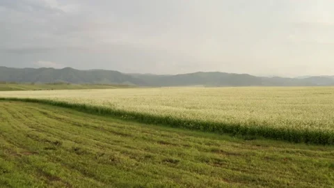 Scenic aerial panoramic view of idyllic rolling hills spring landscape in with Stock Footage 138520705