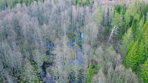 Scenic aerial perspective showcasing bare forest surrounded by wetlands Stock-Footage 326023660