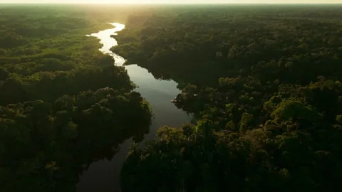Scenic aerial view of amazon river and rainforest during sunset Stock Footage 342815306