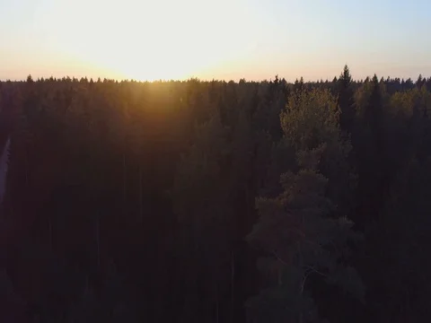 Scenic aerial view of autumn colors, trees, forests. Amazing sunset. Stock Footage