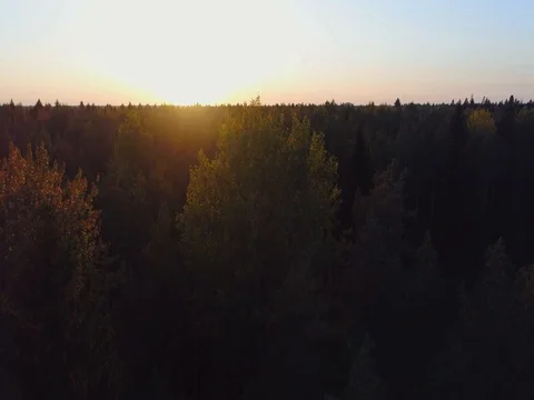 Scenic aerial view of autumn colors, trees, forests. Amazing sunset. Stock Footage