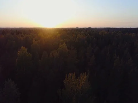Scenic aerial view of autumn colors, trees, forests. Amazing sunset. Stock Footage