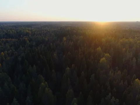 Scenic aerial view of autumn colors, trees, forests. Amazing sunset. Stock Footage