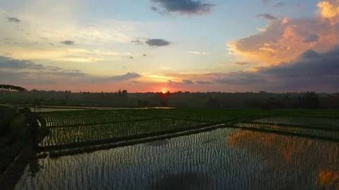Scenic aerial view of rice fields at sunset Stock Footage 77556479