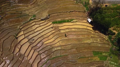 Scenic aerial view at rice fields of Sri Lanka Stock Footage 197371722