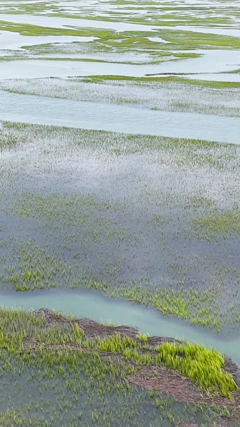 Scenic aerial view of a salt marsh ecosystem Stock Footage 323914957