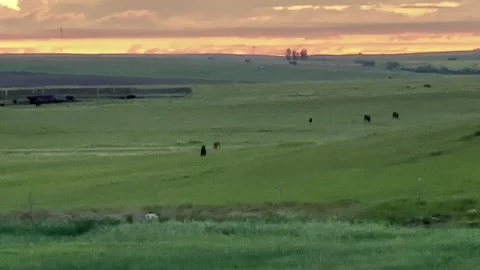Scenic Alberta Farm Life with Cows Grazing and Dogs Running Free Outdoors Vidéo 312835571