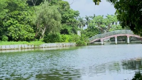 Scenic arched footbridge over a calm lake in a lush green city park Stock Footage 337583997