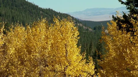 Scenic Aspen trees fall colors Colorado Stock Footage 2210596