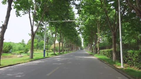A scenic asphalt road lined with lush green trees in a park Video stock 341926092