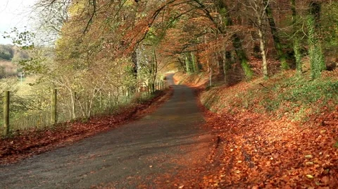 Scenic autumn background 스톡 동영상 45159939