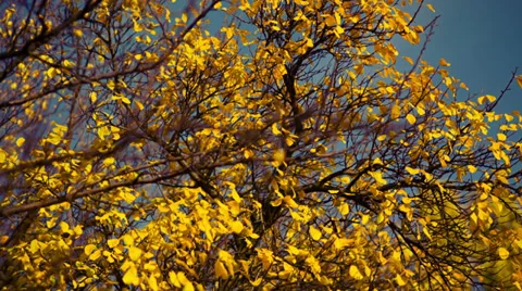Scenic Autumn Branches Stock Footage 32271009