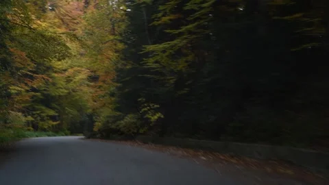 Scenic autumn drive on bumpy forest road in Carpathian Mountains Video stock 320135864