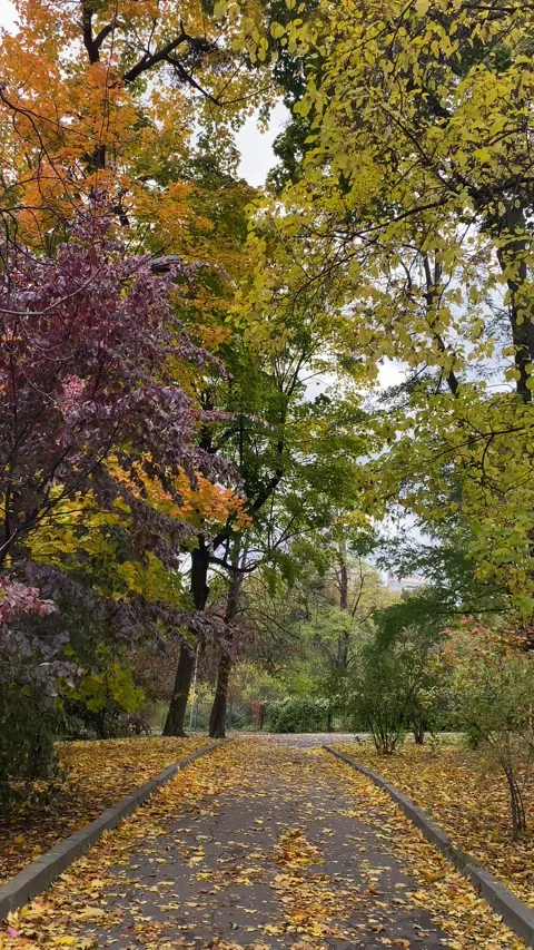 Scenic autumn park path covered with fallen yellow leaves, peaceful atmosphere Video stock 336398518