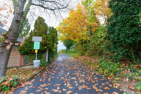Scenic Autumn Path Covered with Fallen Leaves in Rossdorf Germany Stock Photos