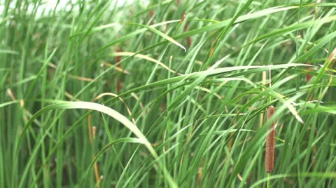 Scenic Background - Cattails in Super Slow Motion 스톡 동영상 26763796