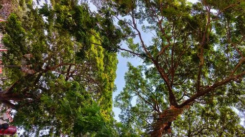 A scenic background of a full tree with dense branches and foliage. Stock Photos