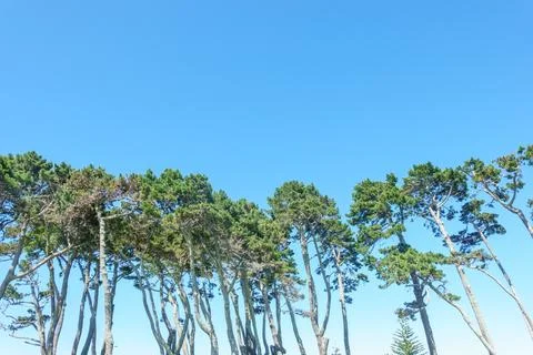 Scenic background image of tall pine trees with long trunks in row under bl.. Stock Photos