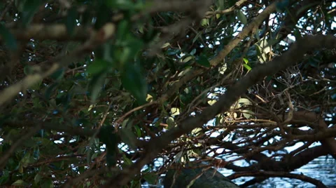 Scenic background water running through mangrove trees Stock-Footage 37530462
