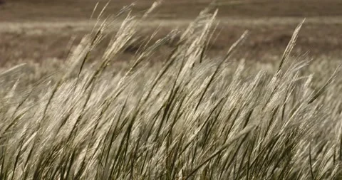 Scenic baklit shot of gras in the wind, namibia Stock Footage 334737872