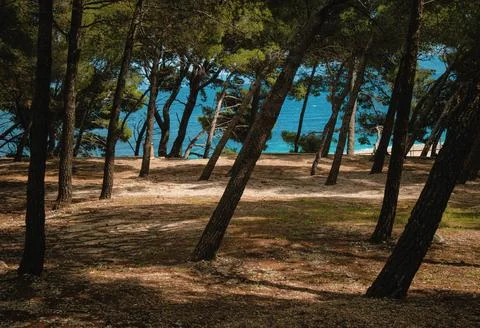 Scenic beach view through trees on a sunny day near the water Stock Photos