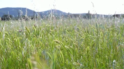 Scenic beautiful dancing wild grass in springtime 스톡 동영상 129566275