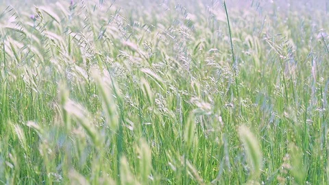 Scenic beautiful dancing wild grass in springtime Vidéo 129568005