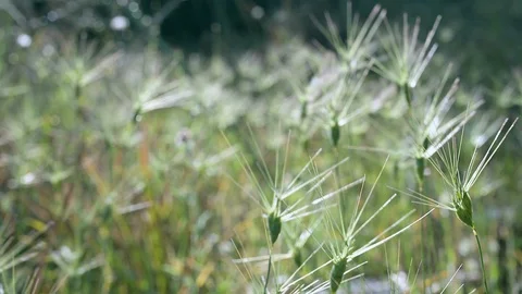 Scenic beautiful dancing wild grass in springtime Stock Footage 129573659