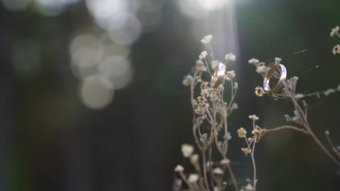 Scenic of beautiful sunset light on wind swaying dried flower with two rings Stock Footage 211807585