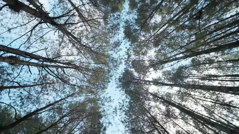 Scenic Beauty of a Pine Forest Stock Footage 312345783