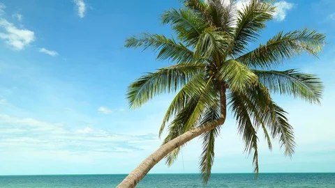 Scenic of a bend coconut tree on a tropical beach with blue sky Stock Footage 108644387