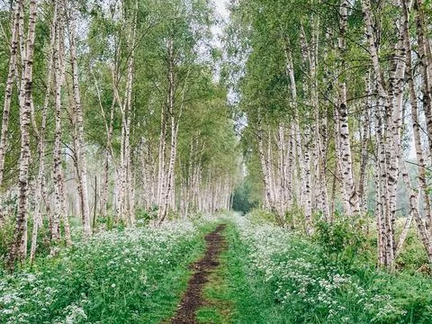 Scenic Birch Forest Path Through Lush Green Woodland in Summer Stock-Fotos
