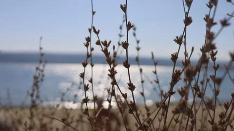 Scenic blurred background view on beach Stock Photos