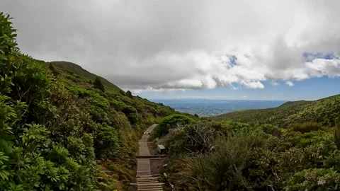 Scenic Boardwalk Through Lush Native Bush on the Mangorei Track to Pouakai .. Stock Footage 285373748