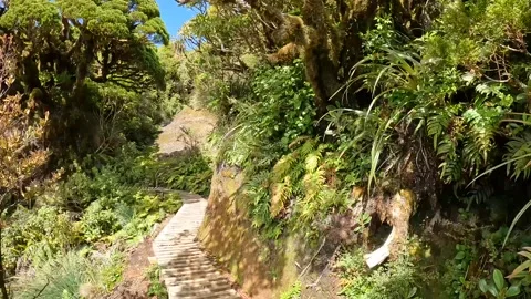 Scenic Boardwalk Through Lush Native Bush on the Mangorei Track to Pouakai .. Stock Footage 285373940