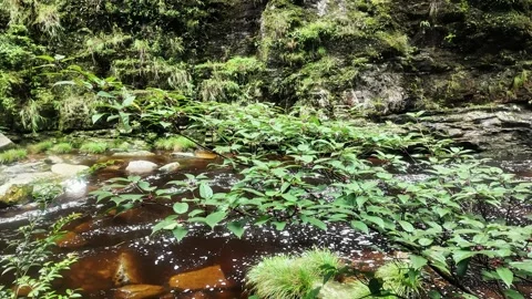 Scenic Brown River Flow HD Video Video stock 319924063