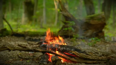Scenic Campfire Burning in a Deep Forest Wilderness Stock Footage 342013133