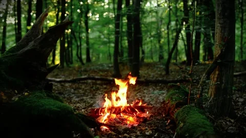 Scenic Campfire Burning in a Deep Green Forest Wilderness Stock Footage 341980515