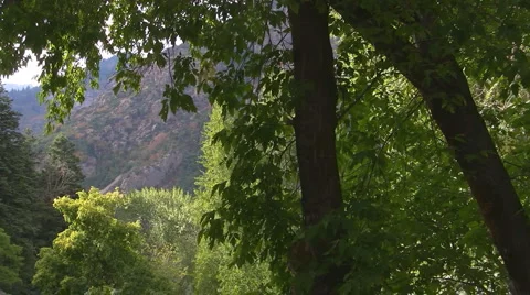 Scenic Canyon Trees Video stock 4704322
