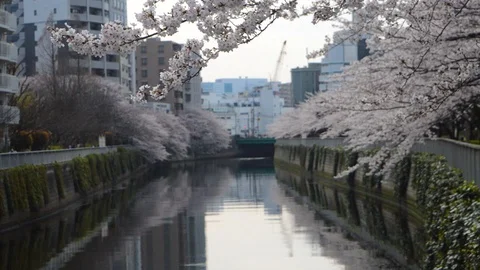 Scenic cherry blossoms view by the river 動画素材 127039067